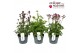 Astrantia major mix 