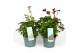 Astrantia major mix 