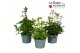 Astrantia major mix 