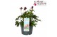 Astrantia overig Astrantia Sprakling Stars Red P19 