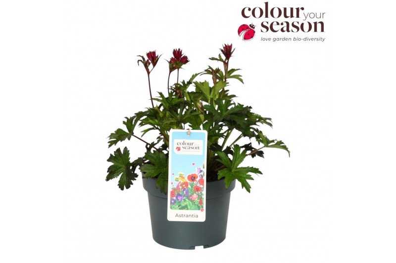 Astrantia overig Astrantia Sprakling Stars Red P19 