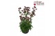 Astrantia overig Astrantia Sprakling Stars Red P19 