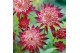 Astrantia overig Astrantia Sprakling Stars Red P19 