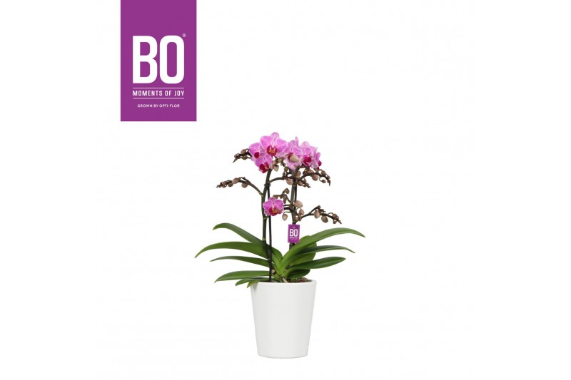 Phalaenopsis multiflora roze BO Flora P12 Pink Stripe 2 Spike in Zoë 