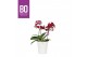 Phalaenopsis multiflora rood BO Flora P12 Red 2 Spike in Zoë 