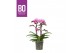 Phalaenopsis multiflora paars 2 tak bo flora pink stripe, 