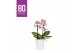 Phalaenopsis multiflora roze BO - Flora Midpink - 2 tak, 20+ bloem - Z 