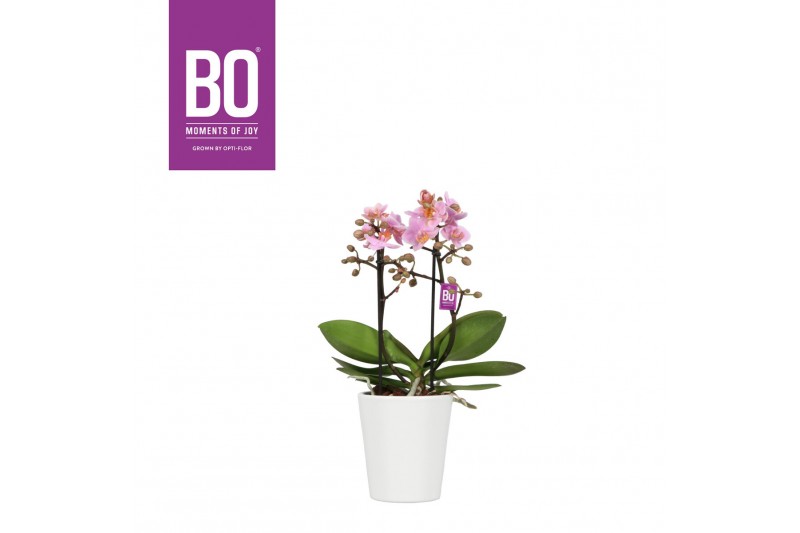 Phalaenopsis multiflora roze BO - Flora Midpink - 2 tak, 20+ bloem - Z 
