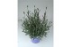 Lavandula hidcote angustifolia 