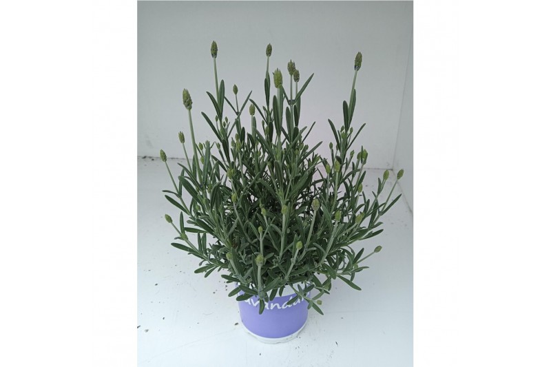 Lavandula hidcote angustifolia 