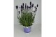 Lavandula hidcote angustifolia 