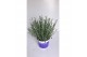 Lavandula hidcote angustifolia 
