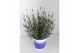 Lavandula hidcote angustifolia 
