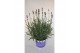 Lavandula hidcote angustifolia 