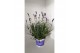 Lavandula hidcote angustifolia 