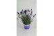 Lavandula hidcote angustifolia 