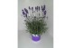 Lavandula hidcote angustifolia 
