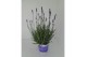 Lavandula hidcote angustifolia 