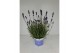 Lavandula hidcote angustifolia 