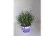 Lavandula hidcote angustifolia 