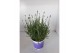 Lavandula hidcote angustifolia 
