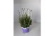 Lavandula hidcote angustifolia 
