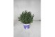 Lavandula hidcote angustifolia 