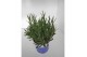 Lavandula hidcote angustifolia 