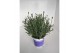 Lavandula hidcote angustifolia 