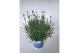 Lavandula hidcote angustifolia 