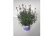 Lavandula hidcote angustifolia 