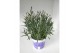 Lavandula hidcote angustifolia 