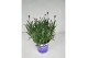 Lavandula hidcote angustifolia 