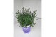 Lavandula hidcote angustifolia 