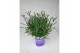 Lavandula hidcote angustifolia 
