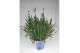 Lavandula hidcote angustifolia 