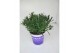 Lavandula hidcote angustifolia 