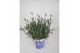 Lavandula hidcote angustifolia 
