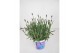 Lavandula hidcote angustifolia 