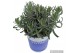Lavandula hidcote angustifolia 