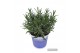 Lavandula hidcote angustifolia 