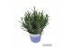 Lavandula hidcote angustifolia 