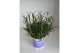 Lavandula hidcote angustifolia 