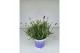 Lavandula hidcote angustifolia 