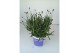 Lavandula hidcote angustifolia 