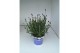 Lavandula hidcote angustifolia 