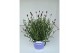 Lavandula hidcote angustifolia 