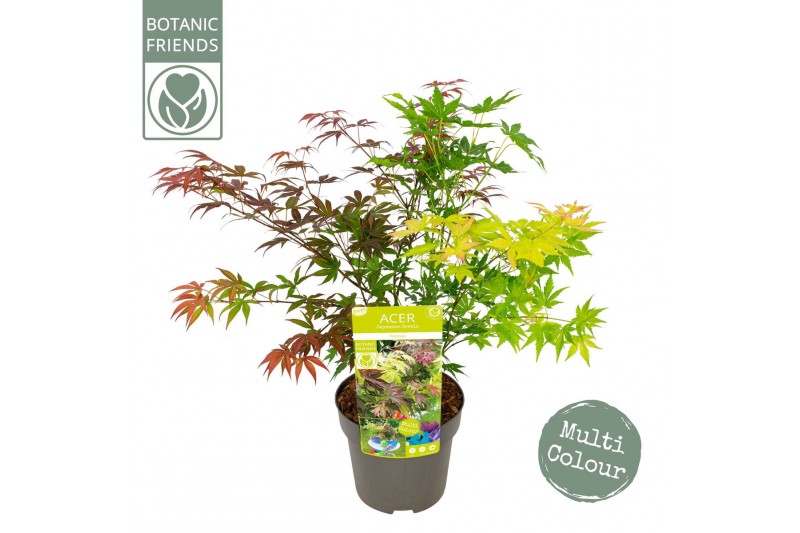 Acer palmatum festival 
