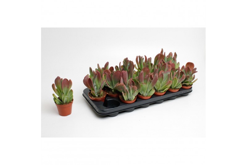 Succulenten Kalanchoë Oricula 