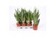 Sansevieria trifasciata moonshine 